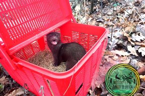 «Добровольно покидать помещение был не намерен»: в выходные в сетевых магазинах ловили норку