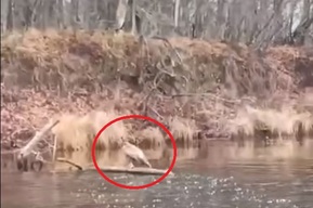 В заказнике на территории области редкая птица столкнулась с сородичем в воздухе и упала в воду (видео)