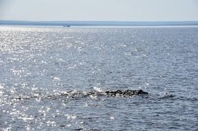 Предприятие в Саратове загрязняло Волгу, в дело вмешались прокуроры