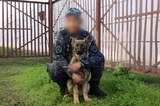 Семь щенков из Саратова отправились на службу в Мариуполь и Донецк