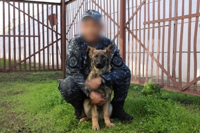 Семь щенков из Саратова отправились на службу в Мариуполь и Донецк