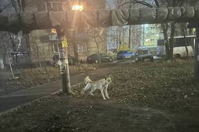 Собака, укусившая за лицо молодую саратовчанку, до сих пор наводит ужас на горожан