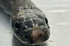 Волонтёры спасли змею, которую выбросили в контейнере на улицу