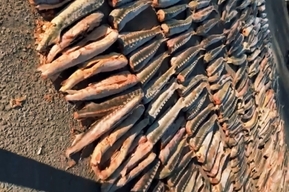 В Саратов не довезли 6,5 тонны осетрины. Ущерб оценили в 249 миллионов рублей