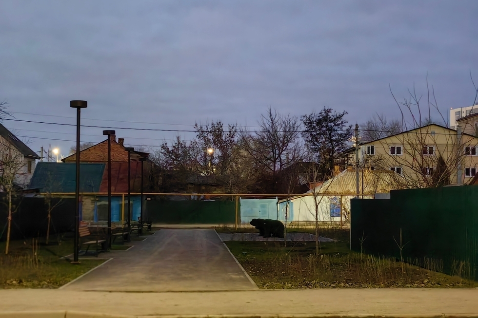Медведи во мгле: в новом мини-сквере во Фрунзенском районе саратовцы не могут разглядеть садовые фигуры из-за отсутствующего два месяца освещения
