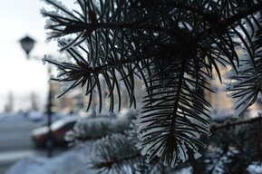 На территории Саратовской области вновь запретили вырубать ёлки к Новому году