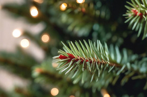 Новый год. Стало известно, где в Саратове можно будет купить ёлку