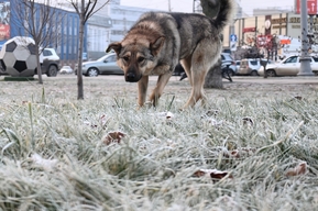 Ухудшение видимости и гололед: в Саратовской области будет метель