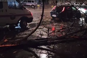 Падение ветки на девочку в Саратове: осуждена начальник участка по озеленению