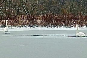 В Петровске пара лебедей попала в ледяную ловушку