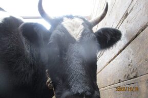 Россельхознадзор остановил «ГАЗель» с подозрительными коровами: они могли распространять опасные для людей заболевания