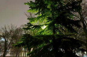 В Саратове нашли нарушителей, которые продавали ёлки под прикрытием официальных базаров