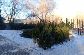 Штраф до 200 тысяч: в Энгельсе нашли незаконные ёлочные базары