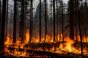 Из-за падения обломков БПЛА в лесах Саратовской области в этом году возникли три пожара