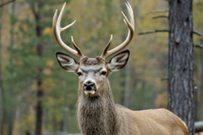 Стало известно, сколько оленей, косуль и зайцев обитает в Саратовской области