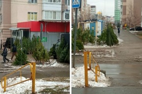 Саратовчанка рассказала о подозрительных базарах, где ёлки примотаны к столбам (фото)
