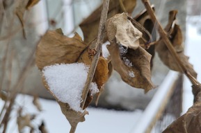 Синоптики обещают в Саратовской области снег и гололедицу