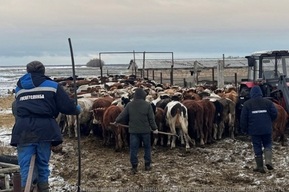 Житель региона купил через социальную сеть огромное стадо загадочных коров и никому об этом не сказал