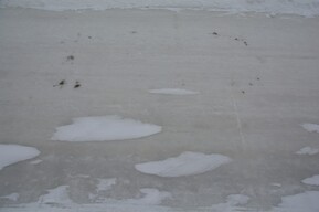 В Саратовской области ввели временный запрет