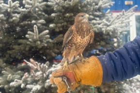 Служебные птицы саратовских мусоросортировочных комплексов 4 года на страже экологической безопасности