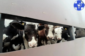 Из региона в Нижегородскую область не пустили машину с коровами