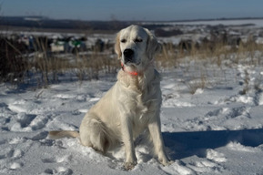 Волонтеры напомнили, что не надо брать животных на прогулку в новогоднюю ночь и объяснили, почему