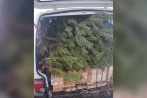 Через Саратовскую область в соседнее государство попытались вывезти 30 ёлок 
