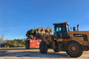 Саратовский регоператор: новогодние елки входят в состав ТКО и будут вывезены в соответствии с графиком