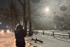 В Балашове женщина пострадала из-за падения ветки