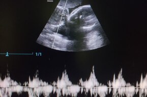 В Саратовской области той-спаниелю провели экстренное кесарево сечение