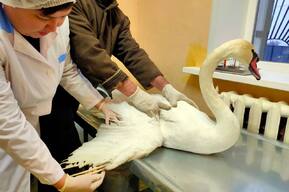 Жители села нашли лебедя, который врезался в высоковольтные провода