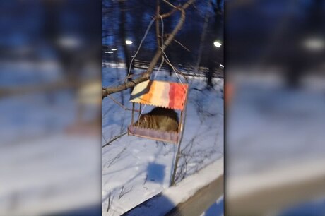 «По деревьям лазают в кормушки для птиц»: горожанка рассказала о засилии крыс в саратовском парке «Семхоз» (видео)