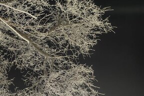 «Видимость — ноль»: мэру Исаеву рассказали про отсутствие освещения в «аномальной зоне» Саратова (реакция чиновников)