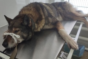 Кабан серьёзно травмировал пса на охоте: история спасения