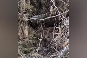 «Присутствие людей их не испугало»: в Саратовской области в объектив камеры попало семейство кабанов