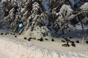 «Либо помрут, либо улетят»: жители Саратова опасаются, что в Горпарке из-за отсутствия еды и доступа к воде могут полностью исчезнуть утки