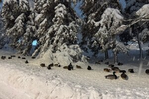 «Либо помрут, либо улетят»: жители Саратова опасаются, что в Горпарке из-за отсутствия еды и доступа к воде могут полностью исчезнуть утки