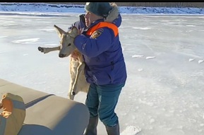 В Балаково посреди реки нашли косулю, застрявшую на льду