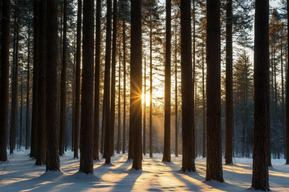 По решению властей в регионе ради благоустройства соснового бора вырубят десятки деревьев
