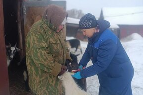 Житель региона нашёл на «Авито» особо опасных свиней сомнительного происхождения