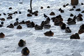 Снег и до -24 градусов: в Саратовской области ожидается морозный день