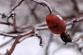 В Саратове отменили занятия для учащихся с 1-го по 6-й класс