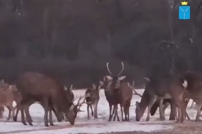 «Выбегают на звук снегоходов»: в лесах региона стали замечать животных и птиц, которых там раньше не было (видео)