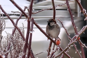 До 32 градусов мороза: холода пока не уходят из Саратовской области