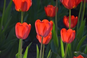 Стало известно о гибели семи жителей региона в ходе СВО