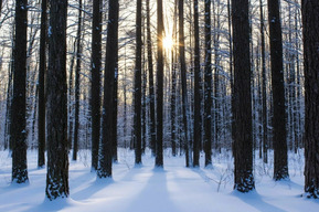 В регионе больше 166 тысяч квадратных метров лесов сдадут под объекты рекреации (70,4 тысячи из них — в областном центре)