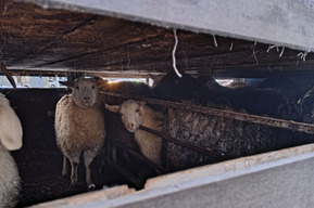 Купил в Волгограде и вёз в Москву: в Энгельсском районе задержали нелегальных коз и баранов