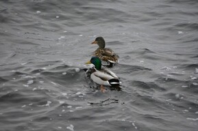 Стало известно, когда в Саратовской области откроется сезон охоты на водоплавающую и боровую дичь