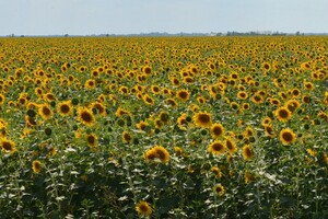 Саратовская область собрала больше всех в ПФО зерна и овощей, а подсолнечника — больше всего в России