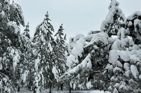 В Саратовской области к концу рабочей недели после снега и морозов наступит потепление